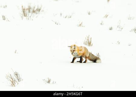 Volpe rossa (Vulpes vulpes) che guarda e ascolta i suoni sotto la neve che gattonano la sua preda Foto Stock