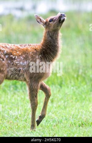 Primo piano ritratto di un vitello di alce (Cervus canadensis) con pelliccia bianca, macchiata sulla schiena, alzando la testa per sentire l'aria mentre camminando in un gras... Foto Stock