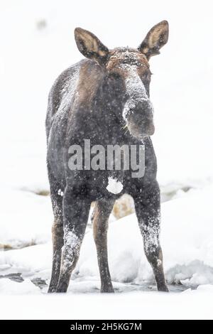 Primo piano ritratto di una alce di toro coperta di gelo (Alces Alces) in piedi nella neve guardando la macchina fotografica Foto Stock