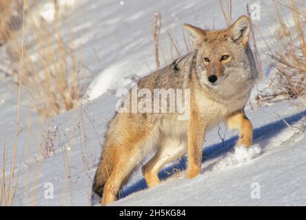 Ritratto di coyote (Canis latrans) a piedi su un pendio coperto di neve tenendo sotto controllo il paesaggio di wintry; Montana, Stati Uniti d'America Foto Stock