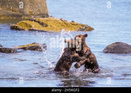 I cubetti di orsi bruni (Ursus arctos) si trovano in acque poco profonde vicino al gioco di terra e si tuffano accanto alle rocce nel Parco Nazionale di Katmai Foto Stock