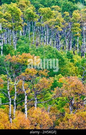 Quaking Aspens (Populas tremuloides) in oro caduta fogliame in autunno; Montana, Stati Uniti d'America Foto Stock