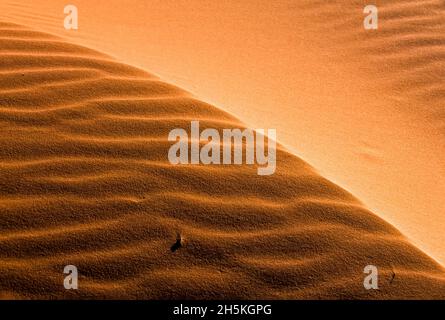 Motivi ondulati nella sabbia rossa nel Grand Staircase–Escalante National Monument; Utah, Stati Uniti d'America Foto Stock