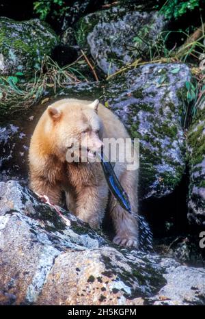 Kermode orso (Ursus americanus kermodei) in piedi sulle rocce con pesce appena pescato in bocca; British Columbia, Canada Foto Stock