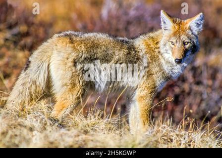 Primo piano ritratto di un coyote (Canis latrans) in piedi in erba nella luce del sole luminoso sul lookout per topi e altre preda Foto Stock