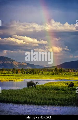 Un debole arcobaleno si aggira sopra un paio di alce di toro pascolo (Alces Alces) dopo una doccia con la pioggia spostato verso l'alto il Thorofare a Yellowstone e Beaverdam... Foto Stock
