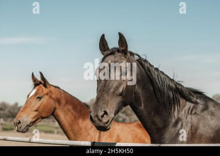 Due cavalli nella penna, testa rossa e baia, di fronte alla fotocamera. Foto Stock