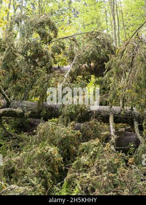 Caduti spruces nella foresta dopo la tempesta Foto Stock