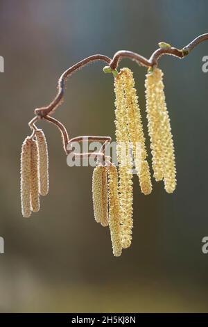 Fioritura del nocciolo comune (Corylus avellana 'Contorta'); Baviera, Germania Foto Stock