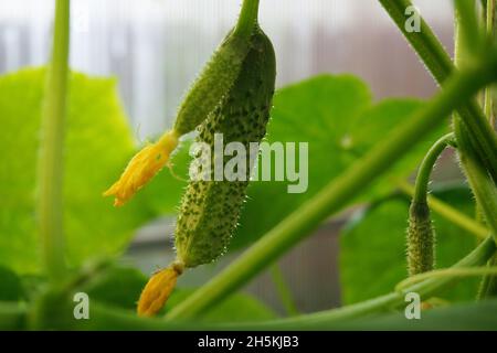 Il cetriolo cresce a frusta Foto Stock