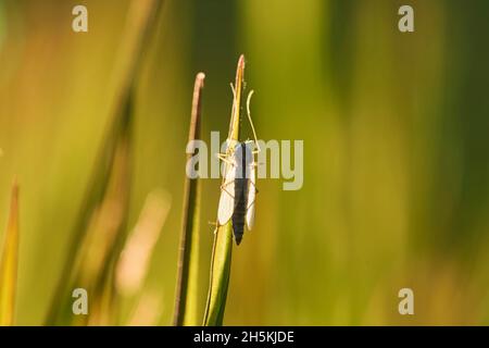 Robber Fly (Asilus rufibarbis) su un fusto d'erba; Baviera, Germania Foto Stock