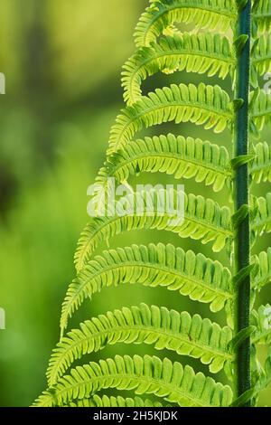 Particolare di una felce maschio o di un verme (Dryopteris filix-mas); Baviera, Germania Foto Stock