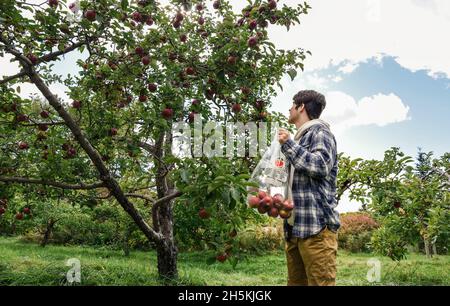 Ragazzo adolescente che raccoglie le mele da un albero in un frutteto in un giorno di autunno. Foto Stock