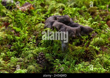 Un fungo commestibile Corno di abbondanza, Craterellus cornucopioides crescere in un muschio verde nella foresta boreale estone Foto Stock