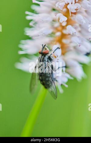 Close-up estremo di una mosca (Calliphoridae) su un fiore di bistorto europeo (Bistorta officinalis, Persicaria bistorta); Baviera, Germania Foto Stock