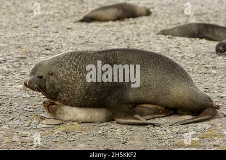 Foche da pelliccia del Sud, Arctocephalus gazella, che si accoppia su una spiaggia. Foto Stock