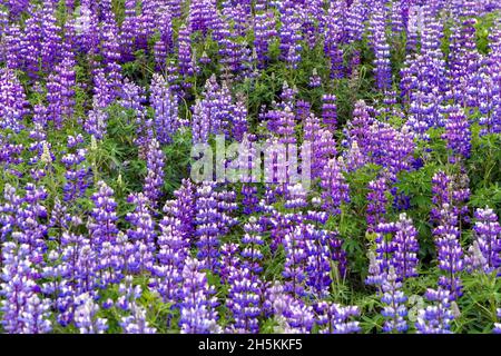 Estate wilflowers nel lontano nord, Nootka (Lupino Lupinus nootkatensis). Foto Stock