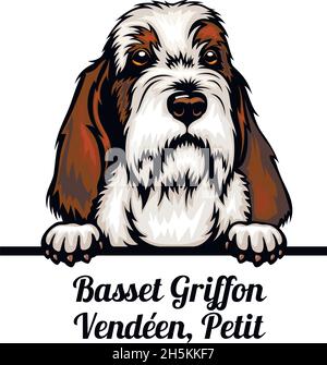 Basset Griffon Vendeen, Petit - cani da pechinese a colori - razza del cane. Immagine a colori di una testa di cani isolato su uno sfondo bianco - vettore stock Illustrazione Vettoriale