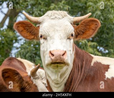 Ritratto di mucca, un colpo vicino di una mucca di Montbeliarde cornea che guarda timido con foglie di albero come sfondo Foto Stock
