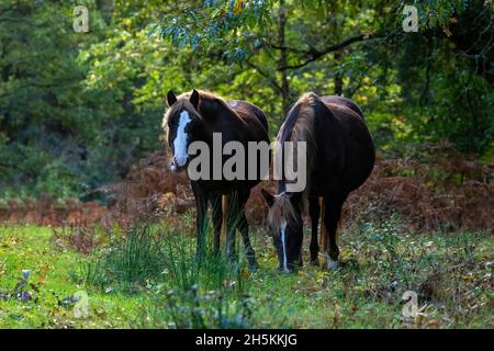 Ponies-Equus ferus caballus pascolo durante l'autunno nel New Forest National Park, Hampshire, Inghilterra, Regno Unito Foto Stock