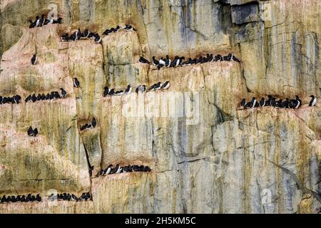 Brunnich's guillemots/thick-fatturati murres ad una scogliera lato a Colonia. Foto Stock