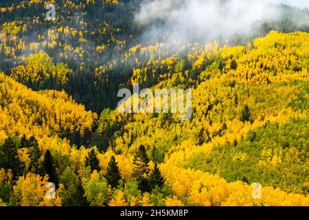 Vacilla Aspen e Ponderosa Pine Trees visualizzare i colori dell'autunno. Foto Stock