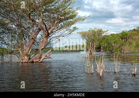 La foresta pluviale nelle acque del Rio Jauperi affluente del fiume Rio delle Amazzoni Foto Stock