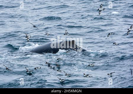 Humpback Whale e pintado procellarie alla superficie dell'acqua. Foto Stock