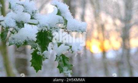 Una foto della neve sulle foglie Foto Stock