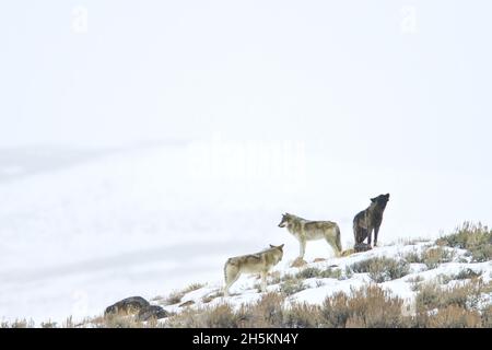 Tre lupi grigi su una collina innevate. Foto Stock