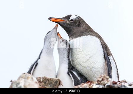 Due pinguini Gentoo pulcini con la loro madre al momento del pasto a Port Lockroy a base britannica una in Antartide. Foto Stock