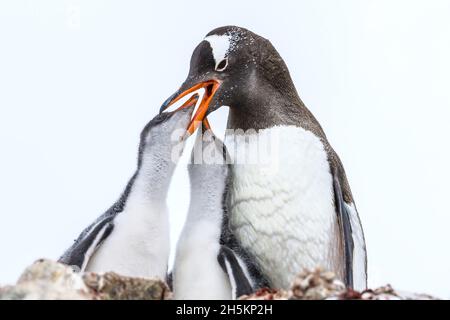 Due pinguini Gentoo pulcini con la loro madre al momento del pasto a Port Lockroy a base britannica una in Antartide. Foto Stock