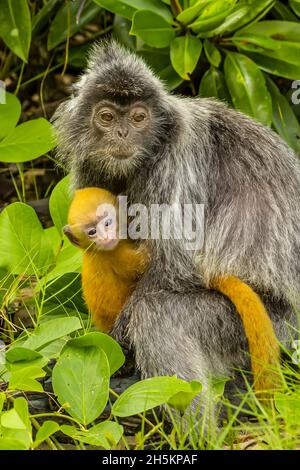 Ritratto di una scimmia a foglia d'argento, Tracypithecus cristate, o scimmia argentea lutung, con il suo bambino in braccio. Foto Stock