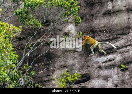 Una scimmia proboscide, Nasalis larvatus, che si arrampica lungo una parete di roccia a strapiombo. Foto Stock