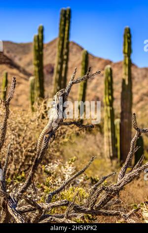 San Esteban spinoso-tailed iguana, Ctenosaura conspicuosa, salite a cholla cactus. Foto Stock