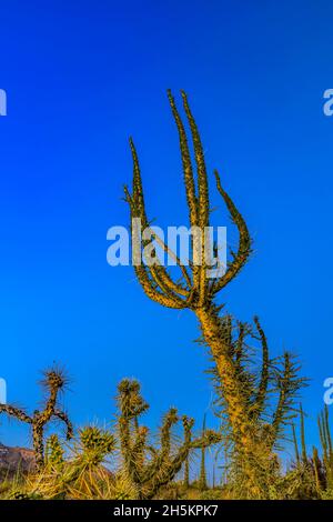 Boojum alberi, Fouquieria columnaris, nella Valle de los Cirios, una fauna e una flora area protetta. Foto Stock