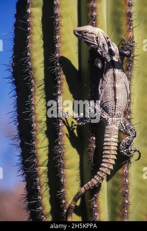 Un'iguana a coda di rondine che sale su un cactus del cardone. Foto Stock