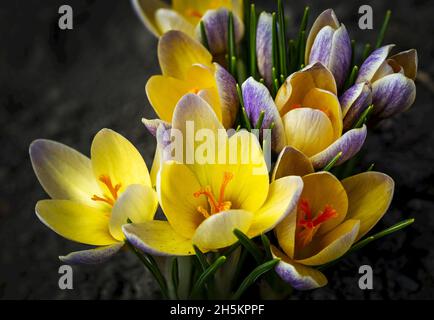 Primo piano di un gruppo di croci gialli in fiore; Calgary, Alberta, Canada Foto Stock