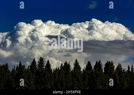 Drammatica tempesta nuvole con cielo blu con silhouette sempreverdi alberi in primo piano; Calgary, Alberta, Canada Foto Stock