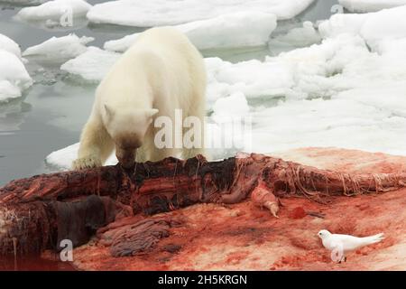 Un orso polare che mangia una carcassa di balena beluga. Foto Stock