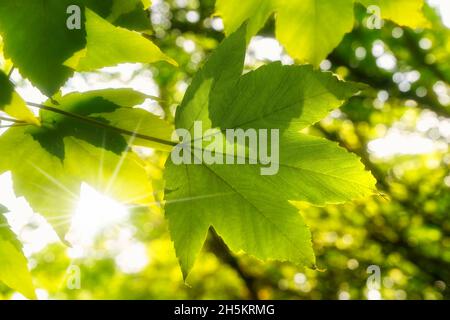 Sunburst brilla attraverso le foglie di acero verde su un albero; Whitburn, Tyne e Wear, Inghilterra Foto Stock