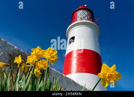 Vista ad angolo basso del faro di Souter contro un cielo azzurro con naffodils gialli in fiore in primo piano; South Shields, Tyne and Wear, Inghilterra Foto Stock