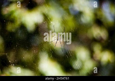 Un golden orb spider (Nephila pilipes) nel centro della sua web. Foto Stock