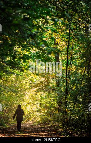 Vista posteriore di una donna che cammina da sola attraverso una foresta in autunno Foto Stock