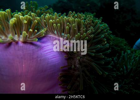 Un vivacemente colorato anemone marittimo. Foto Stock