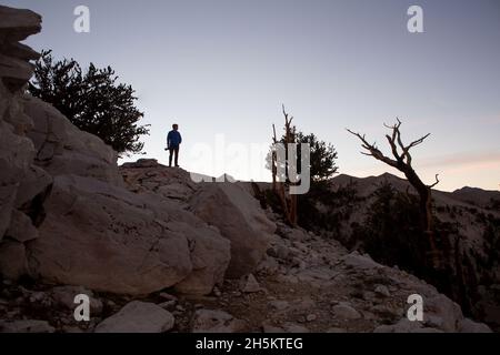 Un fotografo guarda la vista al crepuscolo nella pineta di setlecone. Foto Stock