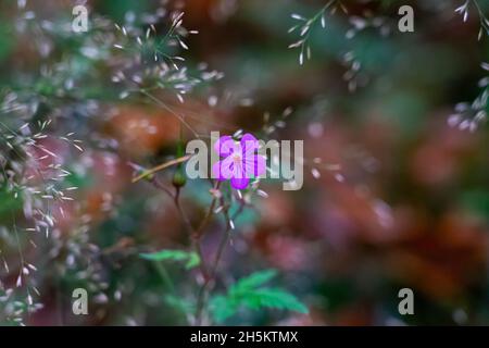 fiore viola in mezzo all'erba Foto Stock