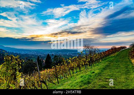 Vista sul vigneto Grafenberg verso la città di Metzingen mentre il sole tramonta Foto Stock