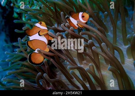 Una chiusura di un falso pagliaccio pesce di anemone, Amphiprion ocellaris, nuoto in un anemone. Foto Stock