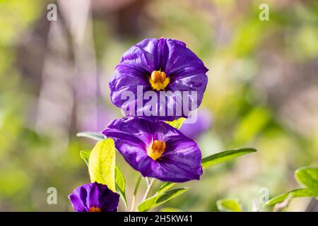 Lycianthes rantonnetii, il cespuglio di patate blu o Paraguay nightshade, è una specie di pianta fiorita nella famiglia di nightshade Solanaceae, nativo così Foto Stock